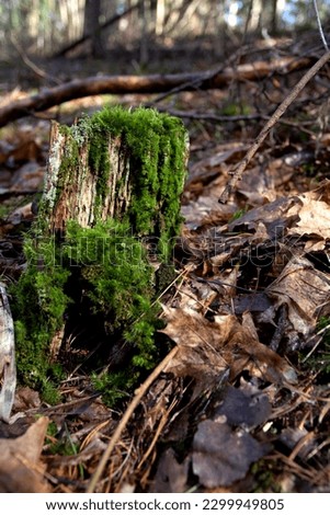 photo green moss on an old stump in the woods