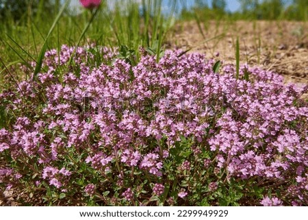 Medicinal and food herb Thymus serpyllum, Breckland thyme. Breckland wild thyme, creeping thyme, or elfin thyme blossoms close up. Natural medicine. Culinary ingredient and fragrant spice in habitat Royalty-Free Stock Photo #2299949929