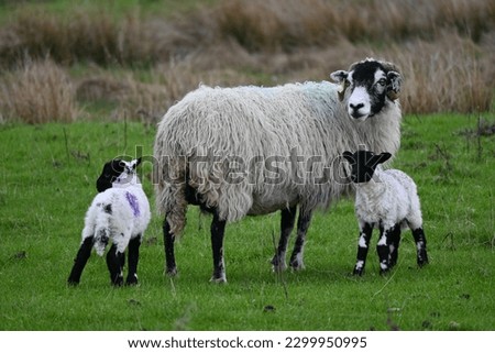 Family of black faced sheep with young lambs in field near Yeavering Bell, Northumberland, England