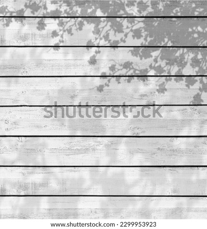 White wood texture background with Cherry Blossom Shadow, Washed Wooden Vintage fence wall with Sakura branches shadow overlay,Vertical Wood striped surface Background 