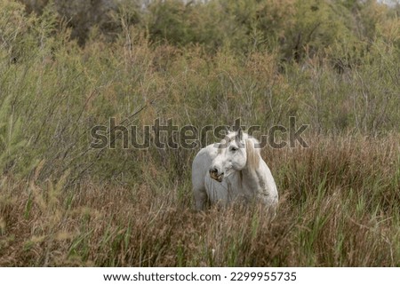 Camargue horse feeding in the marshes. Saintes Maries de la Mer, Parc naturel regional de Camargue, Arles, Bouches du Rhone, Provence Alpes Cote d'Azur, France. Royalty-Free Stock Photo #2299955735