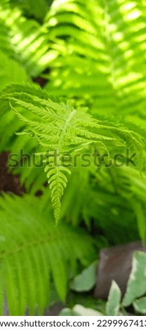The fern of the plant grows in nature in the sun.


 Royalty-Free Stock Photo #2299967413