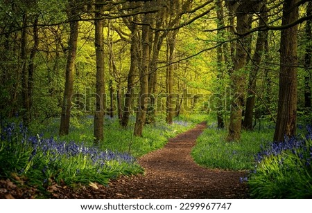 A path through the forest. Forest path landscape. Beautiful forest path. Path in forest Royalty-Free Stock Photo #2299967747