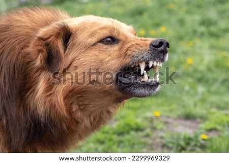 Aggressive dog barks, baring teeth. Dangerous Angry Dog. Royalty-Free Stock Photo #2299969329