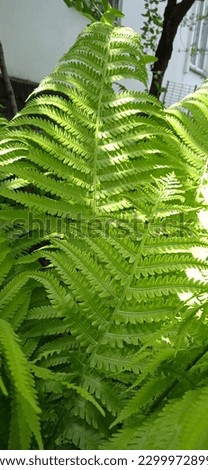 The fern of the plant grows in nature in the sun.


 Royalty-Free Stock Photo #2299972899
