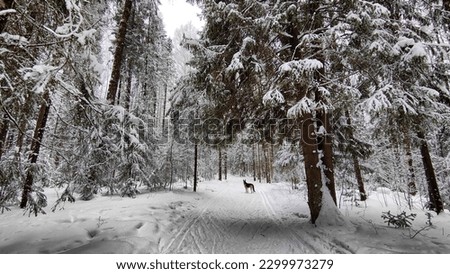 Snow covered trees in the winter forest with road in a cold day. White and black landscape