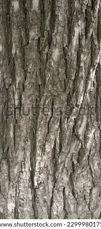 Tree bark close background texture Royalty-Free Stock Photo #2299980175
