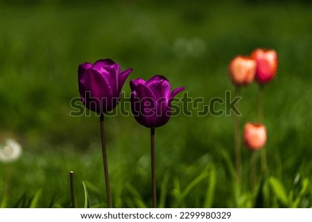 Bright colorful spring plants isolated. Macro photography. 