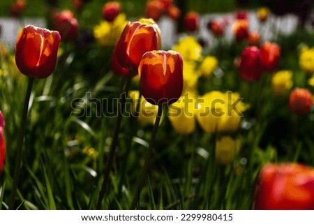 Bright colorful spring plants isolated. Macro photography. 