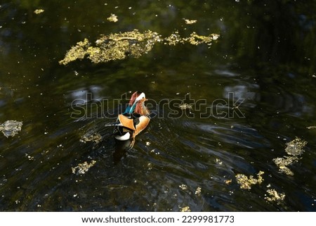 A multi-colored female duck swims on the lake, backlit by the sun.