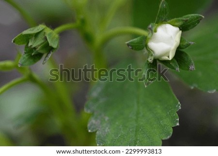 White strawberry flowers with green leaves, strawberries bloom in spring, white strawberry flowers close up, green strawberry leaves close up, young spring greenery