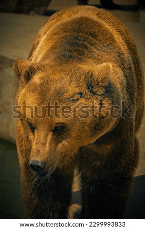 Brown bear photo. Animal. Mammal.