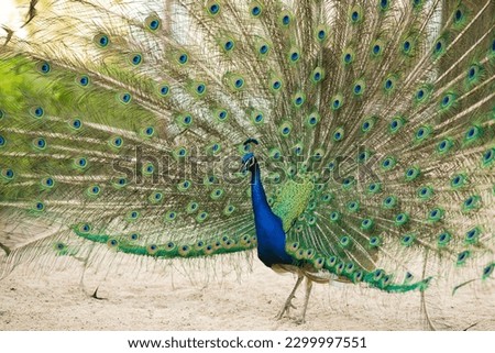 Peacock blue, peacock ordinary Pavo cristatus . Beautiful peacock walking freely Royalty-Free Stock Photo #2299997551