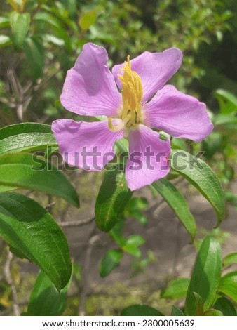 Closeup picture of  Melastoma purple   flower  