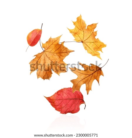Different autumn leaves falling on white background Royalty-Free Stock Photo #2300005771