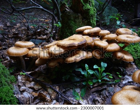 Mushroom in the forest s and s