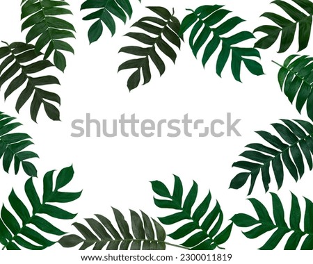 Monstera pinnatipartita (Siam monstera) leaves that forms large palm-like leaves arranged in photo frame. Isolated on white background, copy space for your text, Top down, Flat lay, clipping path.