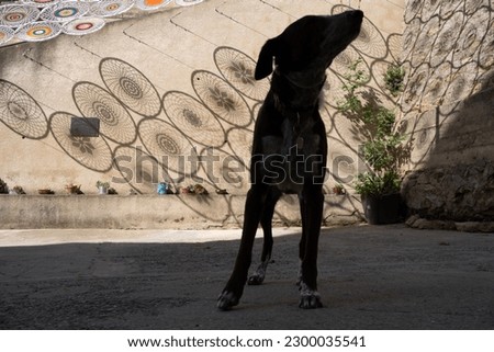silhouette of a dog in a quiet village square without people, in the background some shadows of crocheted manalas structure creating patterns of flowers and circles on the rural stone wall.