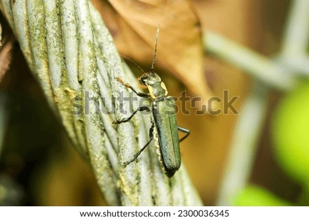 Small beetle, Themus cyanipennis (Aojokai) roaming the forest (Close up macro photograph on a sunny outdoor)