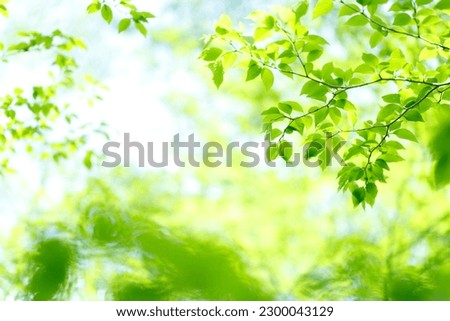 A deep forest with dazzling fresh green leaves