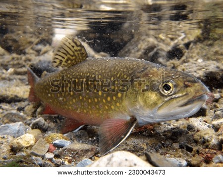Brook trout from Nishibetsu River, Hokkaido