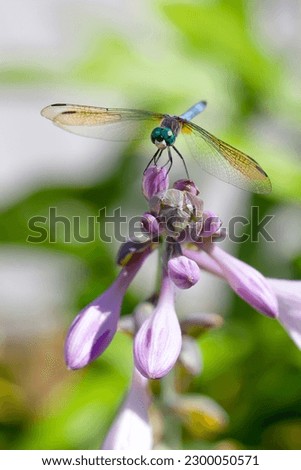 Dragonfly on the top of pink flower spreading it's wings. Light green background . Ready to take off. Textured and detailed.