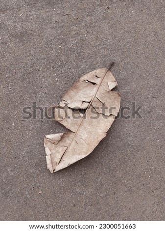 A brown dried leaf on the road background.