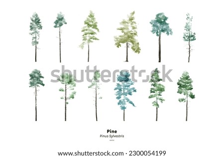 Pine tree watercolor, Minimal style, Side view, set of graphics trees elements outline symbol for architecture and landscape design. Vector illustration, Pinus Sylvestris