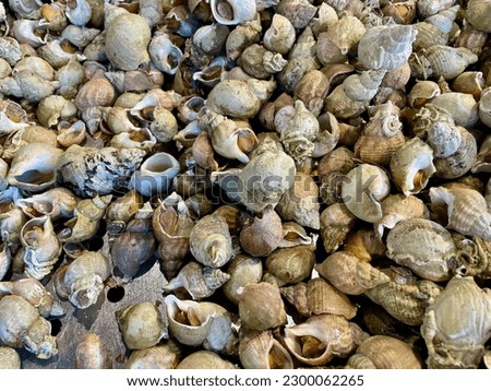 Aerial view of fresh whelks, scungilli. High quality photo Royalty-Free Stock Photo #2300062265
