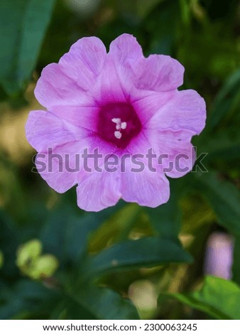 close up picture of pink beach morning glory flower (Ipomoea pes-caprae) with green leaves background.

