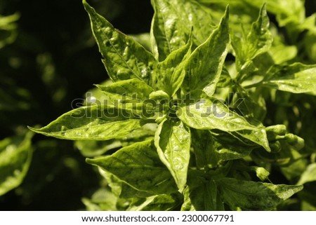 Capsicum Frutescens L or commonly known as cayenne pepper is a woody plant comes from America precisely in Peru with a main stem length ranging from 20-28 cm and a stem diameter of 1.5-2.5 cm.  Royalty-Free Stock Photo #2300067791