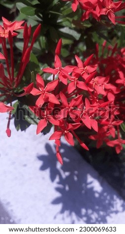 Ixora coccinea is a species of flowering plant in the Rubiaceae family. It is a common flowering shrub native to South India, Bangladesh and Sri Lanka. It has become one of the most popular flowering 