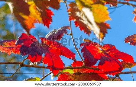Autumn red leaves on the vine. There is something incredibly nostalgic and meaningful about the annual fall leaf cascade.