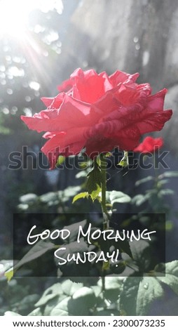 Sunday card and greeting with single red rose and the sunshine. Vertical composition. Good morning Sunday. Happy Sunday.