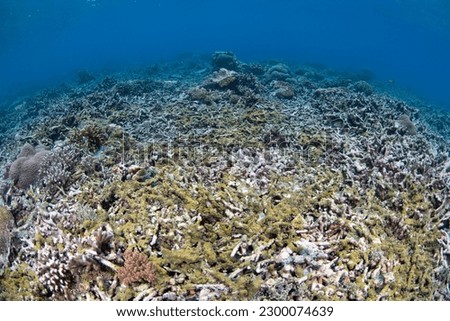 The remnants of a coral reef, destroyed by a bleaching event caused by warm sea temperatures, is now substrate for algae and sponges. Dead coral reefs lose their previous biodiversity.