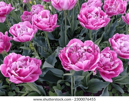 Beautiful pink tulips Pink flowers Spring 
