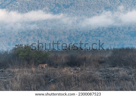 This image of Tiger is taken at Corbett National Park in India