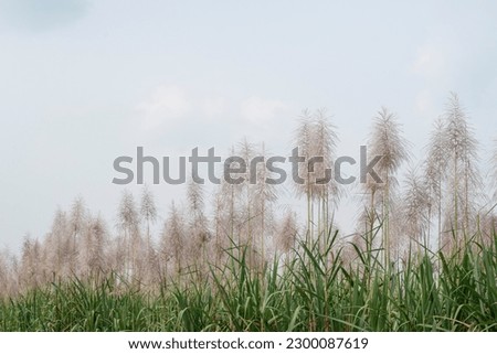 Sugarcane flowers are in season