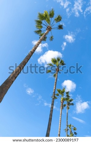 Many beautiful palm trees in a row against the background of a blue sunny sky with clouds, bottom view. Vertical photo
