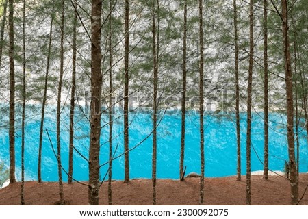 Pattern or pine trees with blue lake at Phang nga, Thailand