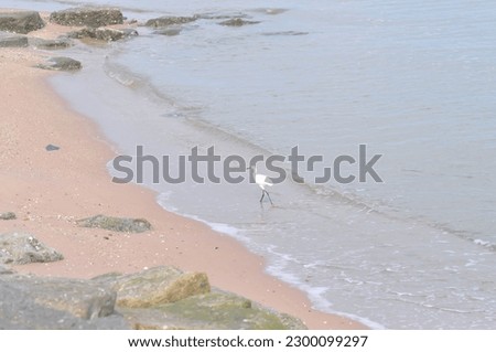 Heron, Bittern or Egret or Pelecaniformes on the beach or sea background or beach background