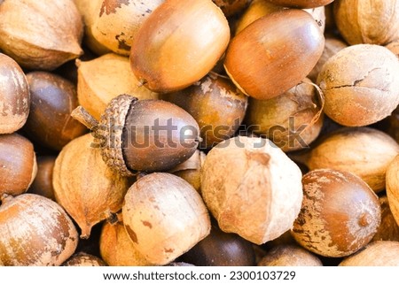 Bright picture of a pile of hazelnuts and acorns perfect for a fall background.