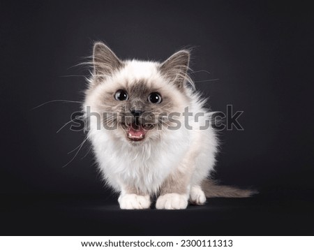 Adorable fluffy Blue point Sacred Birman, laying down facing front. Meowing loud with mouth wide open showing teeth and tongue. Looking straight to camera.Isolated on a black background.