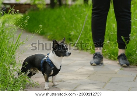 Chihuahua dog walks with the owner in the park