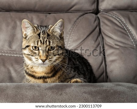 Adorable tabby cat on a couch. Home pet having fun time. Animal with tiger style fur and green color eyes. .