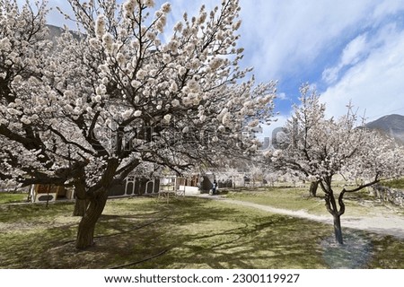 Apricot Trees in Blossom in Hunza Valley, Northern Pakistan