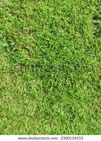 Green grass background. Grass background. St. Augustine grass. Stenotaphrum secundatum
