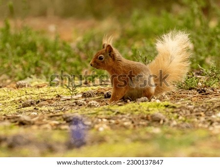 Cute little scottish red squirrel looking around curious in the woodland undergrowth in the spring in lovely sunshine 