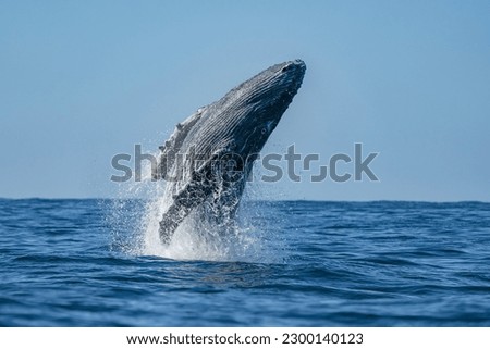 An Humpback whale jumping out of the water in Baja California Sur, Mexico, Pacific Ocean Royalty-Free Stock Photo #2300140123