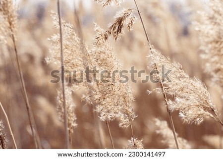 Dry reeds as beauty nature background, reed seeds close up. Abstract natural backdrop. Beautiful pattern with neutral colors. Minimal autumn scene, stylish, trend concept. Soft selective focus